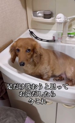 ももちゃんの足を洗おうとしたら2