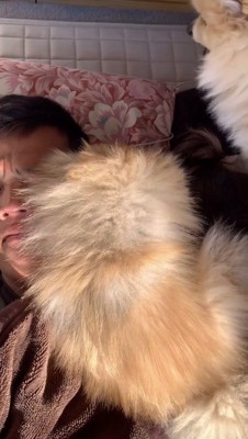 眠っている飼い主の耳を舐める犬