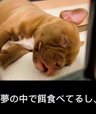 寝顔もあどけない