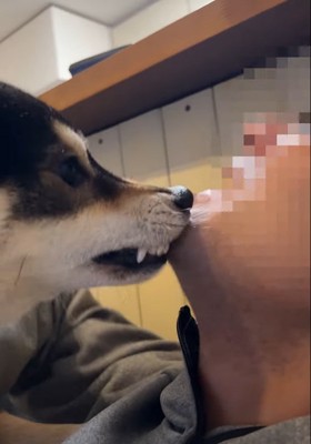 人の顎を噛む犬