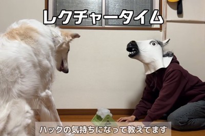 顔を上げて犬の様子を確認する飼い主