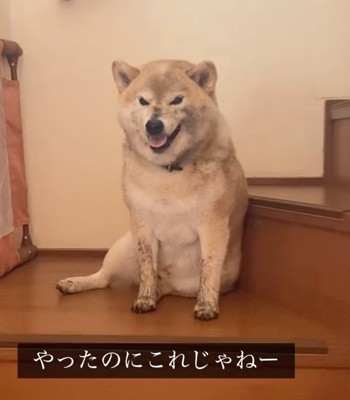 泥まみれで座り込む柴犬