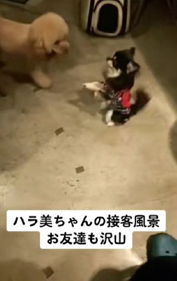 常連犬と仲良しに♪