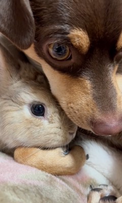 顔を割り込ませるうさぎ