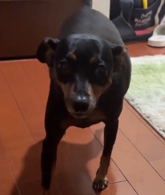 飼い主を見上げて小さくしっぽを振る犬