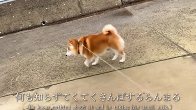 何も知らないらんまるくん