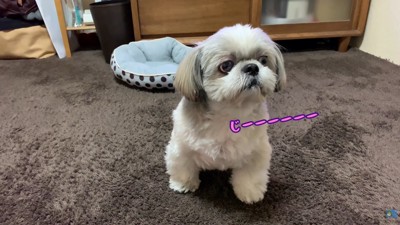 みかんを食べたいてんぽさん⑩