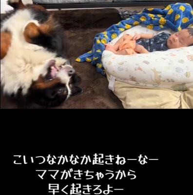 赤ちゃんを起こしたいとらじろう君7