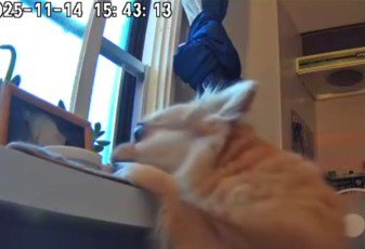 チワワが盗んでる！！