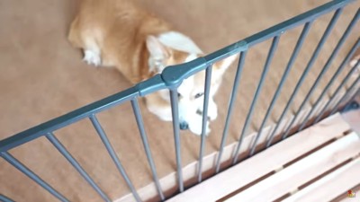 玄関で伏せる犬を柵の上から