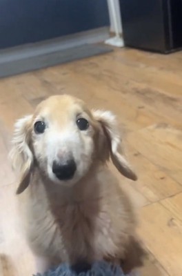 15歳のれっくすくん