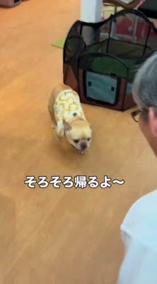室内を巡回して男性のところへ戻って来る犬