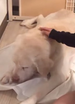 老犬