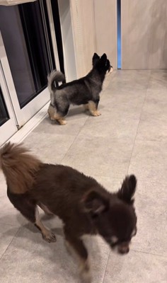 お兄ちゃんの帰りを待つこげまる君6