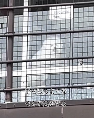 窓から外を見る犬