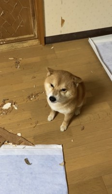 耳を伏せて見上げる犬