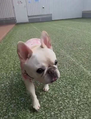 パパに確認するアビーちゃん