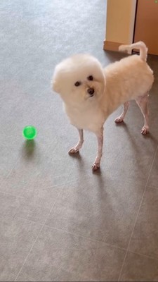 立ってしっぽを振るひつじカットの犬