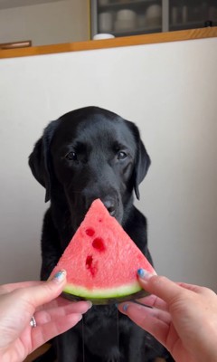 スイカを食べるポールくん2