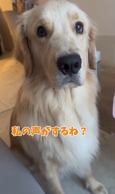 困惑する麹くん4