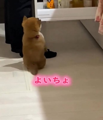 背伸びをする子犬