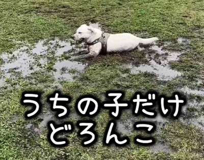全身泥だらけのおからちゃん