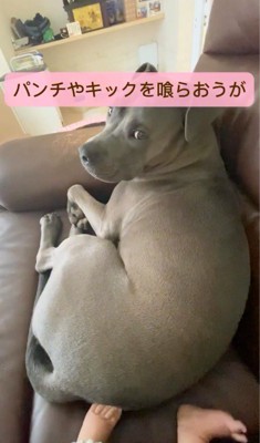 赤ちゃんに足の裏で押される犬