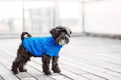 セーターを着た黒い犬