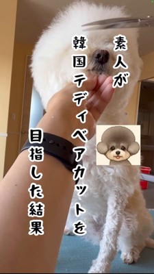 顔周りの毛を切られる白い犬