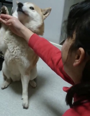 前足を高く挙げる犬