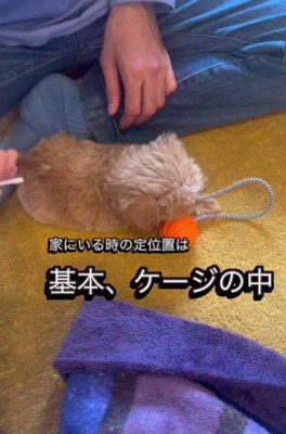 ケージの中が居場所に！