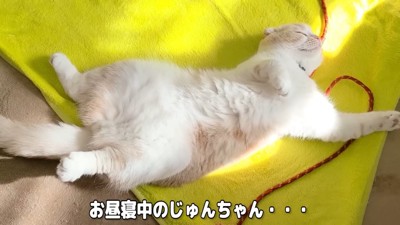 ひとりでお昼寝中のじゅんちゃん