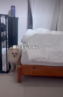 意を決して近づく愛犬