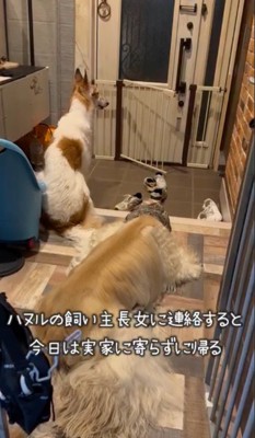 カメラの方に首を向ける茶色のぶち模様の犬