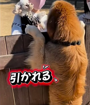 仲良くなりたいのに小型犬に引かれる大型犬