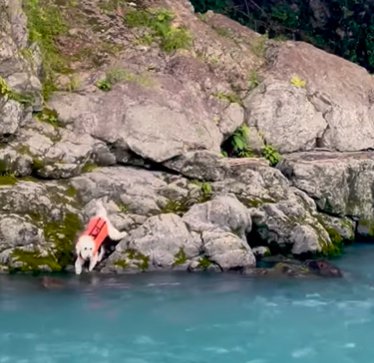 岩場を下りて川に男性を助けに行くゴールデンドゥードゥル