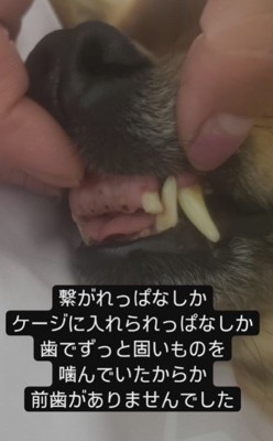 前歯はすっかりなくなっていた