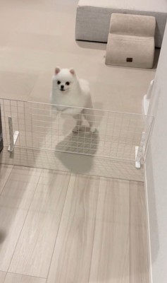 ぴょこぴょこ飛び跳ねながら待機