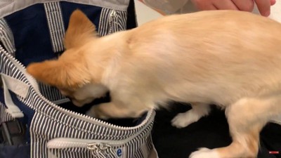 お膝に乗ったりバッグに戻ったり…