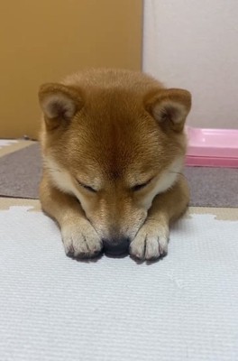 拗ねるはなちゃん