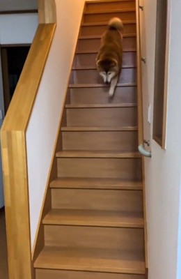 階段を駆け下りる福ちゃん