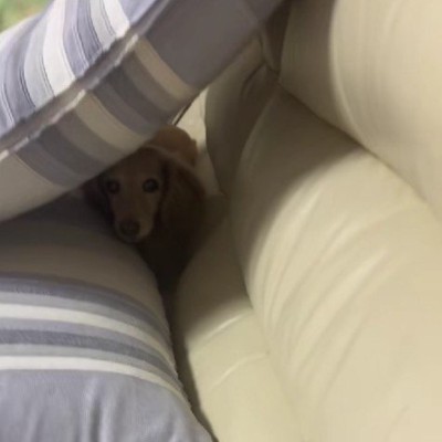 ソファとクッションの間に避難