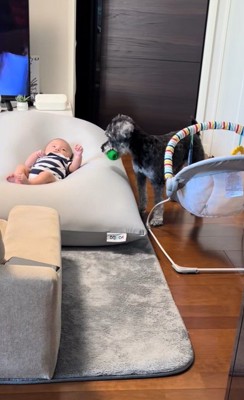 赤ちゃんを遊びに誘うらんちゃん4