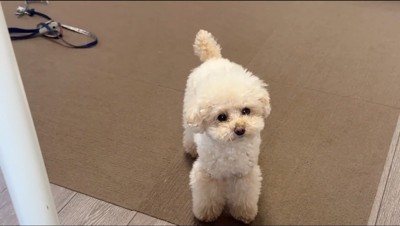 リーシュを棚から取り出して飼い主を見つめる犬