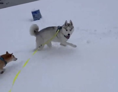 もう1匹の犬と走る犬