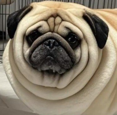 犬種を越えてしまった！