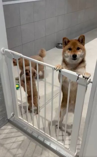 柴犬