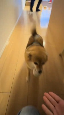 女性のところへ駆けつける犬