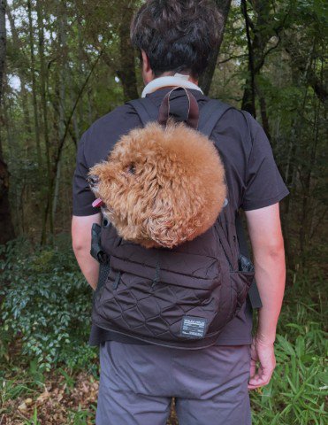 こう見えて小型犬です♡