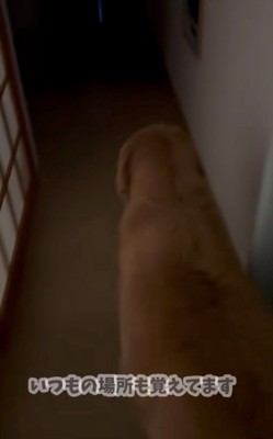 暗い廊下を歩く犬の後ろ姿